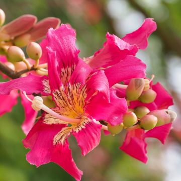 Chorisia ou Ceiba speciosa - Faux Kapokier, Arbre bouteille