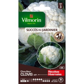 Chou-Fleur Clovis F1 (Création Vilmorin) - Vilmorin