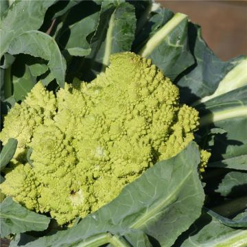 Chou Brocoli Romanesco Bio - Ferme de Sainte Marthe