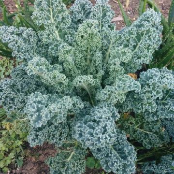 Chou Kale Blue Scotch Curled Bio - Ferme de Sainte Marthe
