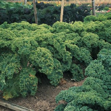 Chou Kale Dwarf Green Curled