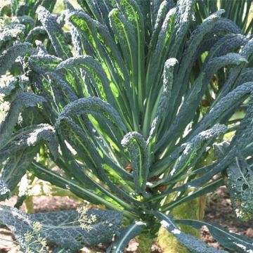 Chou Kale Lancinato ou Chou Palmier Nero di Toscana NT - Ferme de Sainte Marthe