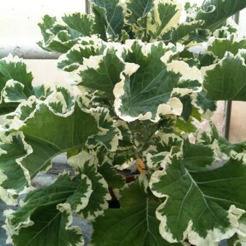 Chou Crème Chantilly - Brassica oleracea Joseph Coterel ou Albo-Variegata