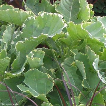 Brassica oleracea Popof Variegata, chou d'ornement
