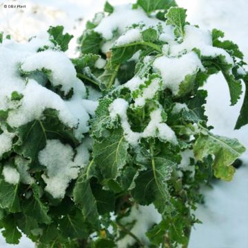 Chou perpétuel Daubenton en plant - Brassica oleracea ramosa 