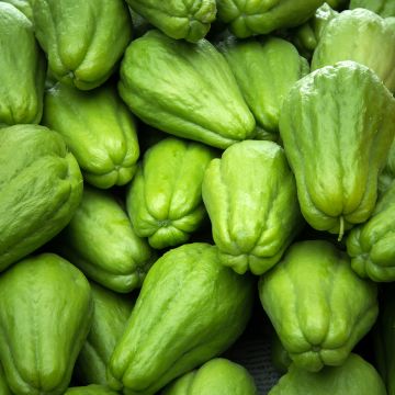 Christophine - Chayote 