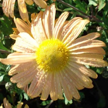 Chrysanthème rubellum Mary Stoker - Marguerite d'automne