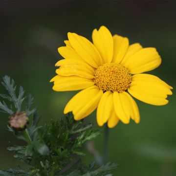 Leucanthemum maximum - graines de Chrysanthème - Wikifarmer