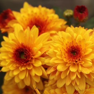 Chrysanthème des jardins Bienchen - Chrysanthemum indicum