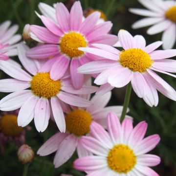 Chrysanthème des jardins Hebe - Chrysanthemum koreanum