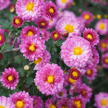 Chrysanthème des jardins Mei Kyo - Chrysanthemum indicum