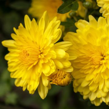Chrysanthème des jardins Nantyderry Sunshine - Chrysanthemum