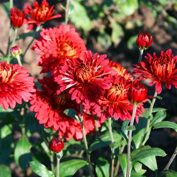 Chrysanthème des jardins Rehauge - Chrysanthemum indicum