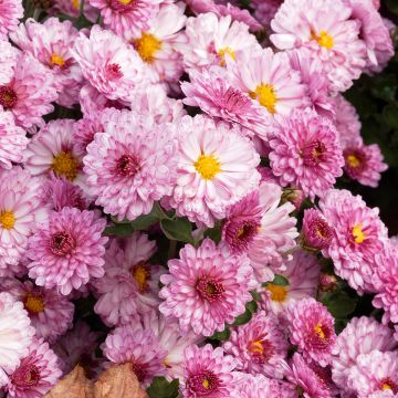 Chrysanthème des jardins Rotes Julchen - Chrysanthemum 