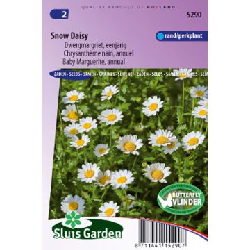 Graines de Chrysanthème nain annuel Snow Daisy - Chrysanthemum paludosum