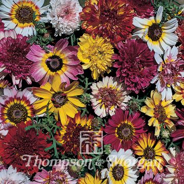 Chrysanthemum Summer Festival 