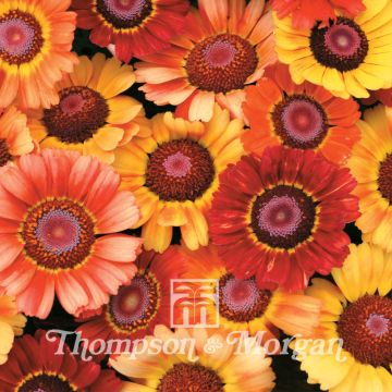 Graines de Chrysanthème à carène Sunset - Chrysanthemum carinatum