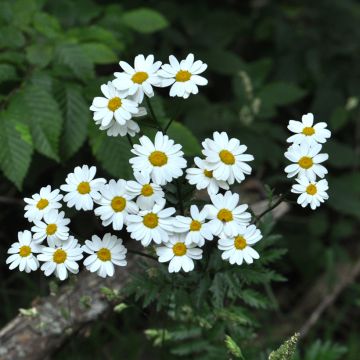 Chrysanthemum corymbosum