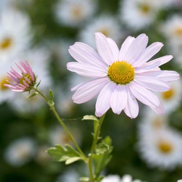 Chrysanthemum arcticum Roseum, Marguerite