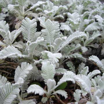 Tanacetum haradjanii