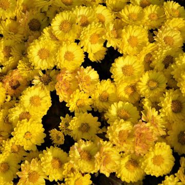 Chrysanthème des jardins Goldmarianne - Chrysanthemum indicum