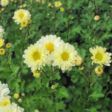Chrysanthème indicum Poésie - Marguerite d'automne