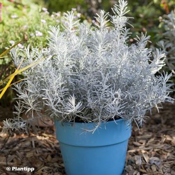 Chrysocephalum apiculatum Korma - Immortelle 