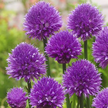 Ciboulette Forescate - Allium schoenoprasum