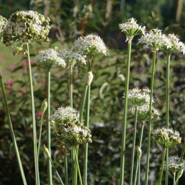 Ciboulette de Chine BIO - Allium tuberosum