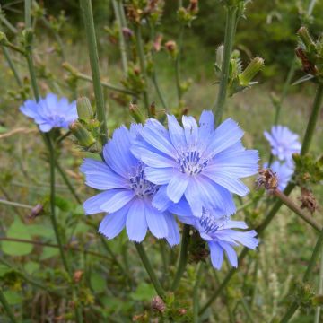 Graines de Cichorium intybus - Chicorée sauvage