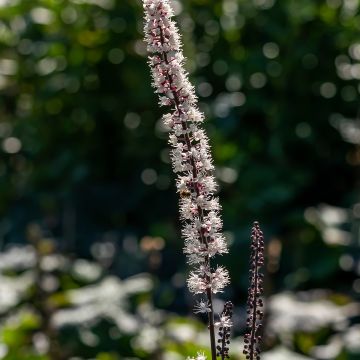 Cierge d'argent, Cimicifuga, Actaea simplex atropurpurea