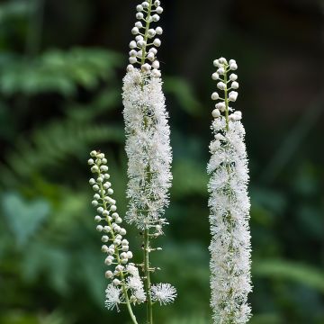 Cierge d'argent, Cimicifuga racemosa