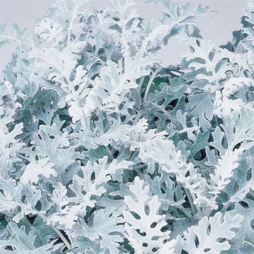 Cinéraire maritime Silver Dust - Senecio cineraria