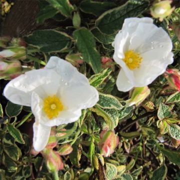 Cistus corbariensis Rospico ® - Ciste des Corbières panaché.