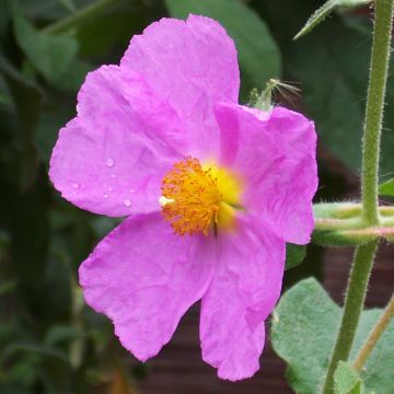 Cistus creticus - Ciste de Crète