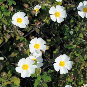 Ciste obtusifolius - Cistus obtusifolius