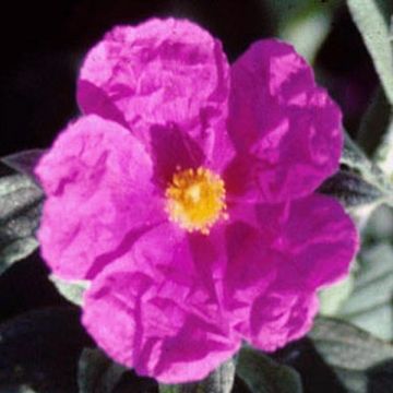 Cistus ou Ciste pulverulentus Sunset