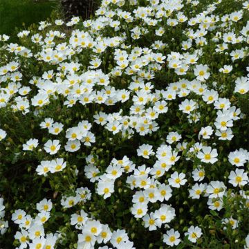 Cistus salviifolius - Ciste à feuilles de sauge