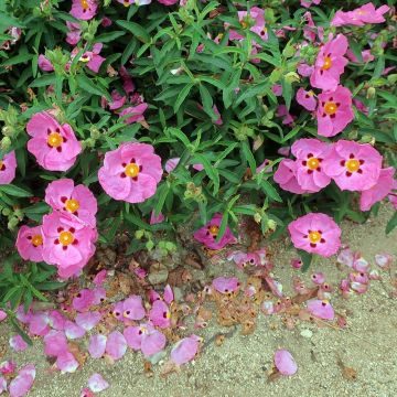 Cistus purpureus Betty Taudevin - Ciste pourpre