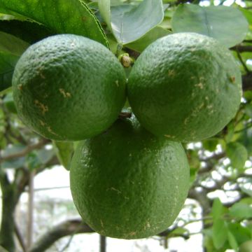 Citronnier caviar ou Microcitrus australasica, Agrume Meilland Richardier