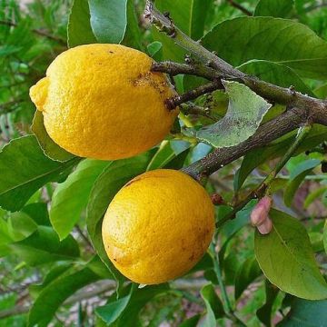 Microcitrus australasica (Citron caviar) C4L 30/40 - Tous les arbustes -  Pépinières côte sud des landes