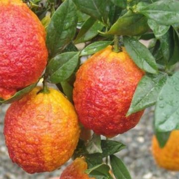 Citrus medica Pigmentata - Cédrat hybride