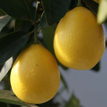 Limequat - Citrus x floridana