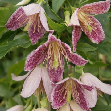 Clématite - Clematis cirrhosa Advent Bells