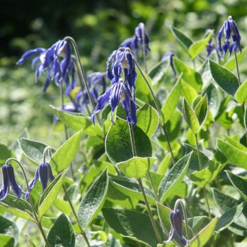 Clématite - Clematis integrifolia