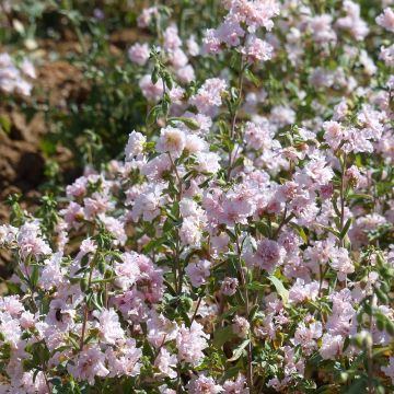 Graines de Clarkia élégant Apple Blossom