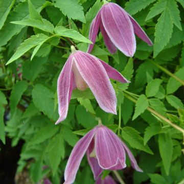 Clématite - Clematis alpina Ruby