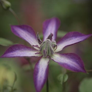 Clématite Astra nova - Clématite