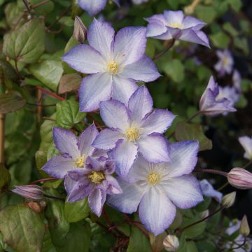 Clématite - Clematis Lucky Charm