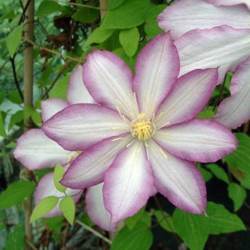 Clématite - Clematis Morning Star